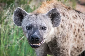 Foto op Aluminium Gevlekte Hyena. Ook bekend als de lachende hyena (Crocuta crocuta) © Jorge