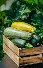 Green and yellow zucchini harvest in wooden box at green garden background. Copyspace