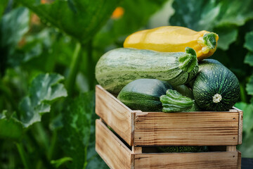 Green and yellow zucchini harvest in wooden box at green garden background. Copyspace