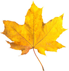 Orange maple leaf isolated on transparent background. Autumn dry leaf.
