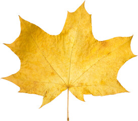 Orange maple leaf isolated on transparent background. Autumn dry leaf.