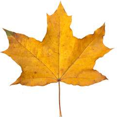Orange maple leaf isolated on transparent background. Autumn dry leaf.