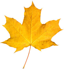 Orange maple leaf isolated on transparent background. Autumn dry leaf.