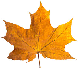 Orange maple leaf isolated on transparent background. Autumn dry leaf.