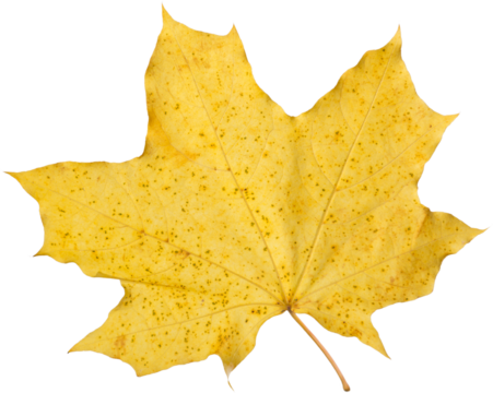 Orange maple leaf isolated on transparent background. Autumn dry leaf.