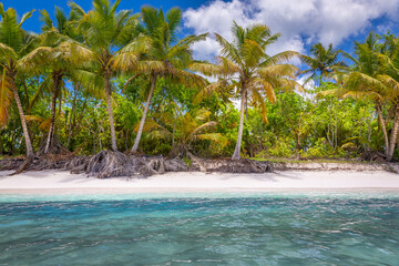 Tropical paradise: idyllic caribbean beach with palm trees, Punta Cana, Saona