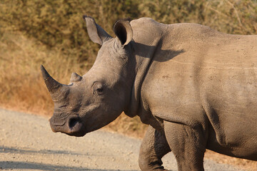 Obraz premium Breitmaulnashorn / Square-lipped rhinoceros / Ceratotherium simum