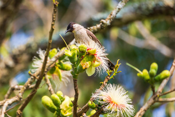 Sooty-headed Bulbul bird perched on a branch.