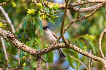 Sooty-headed Bulbul bird perched on a branch.