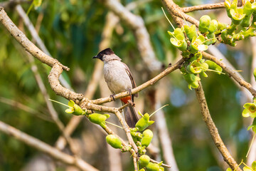 Fototapeta premium Sooty-headed Bulbul bird perched on a branch.