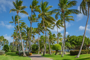 Fototapeta na wymiar Tropical paradise: idyllic palm trees and footpath in Aruba, Dutch Caribbean