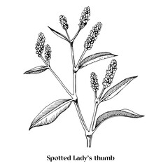 Ladys thumb. Botanical plant illustration.