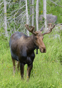 Bull Moose in grass. Moose in the Colorado Rocky Mountains