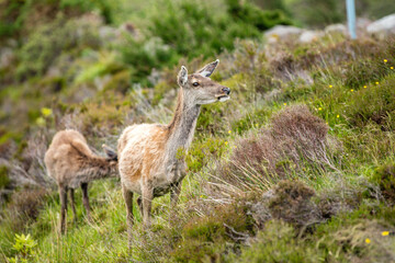 Deer in Scotland