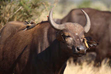 Kaffernbüffel und Rotschnabel-Madenhacker / African buffalo and Red-billed oxpecker / Syncerus...