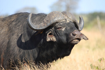 Fototapeta premium Kaffernbüffel / African buffalo / Syncerus caffer