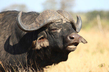 Kaffernbüffel / African buffalo / Syncerus caffer