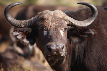 Naklejka premium Kaffernbüffel / African buffalo / Syncerus caffer