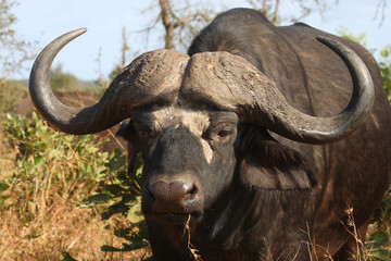 Kaffernbüffel / African buffalo / Syncerus caffer