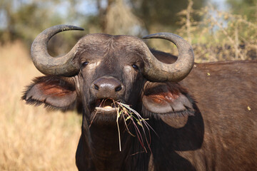 Kaffernbüffel / African buffalo / Syncerus caffer