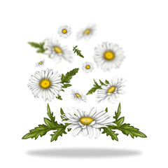 Illustration of chamomile flowers. Flowers float freely in space. White flowers on a light background.