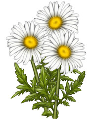 Illustration of chamomile flowers. Background for the design of the postcard. A large bouquet of daisies. White flowers on a light background
