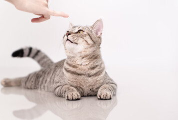 Fototapeta premium Cute cat looking cat snack from finger.