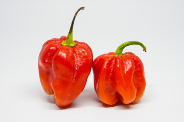 Lombok Katokkon is a kind of chili or Lombok prima donna typical of Tana Toraja. The shape is like Paprika chili (Capsicum Annuum var. Grossum) but in mini form, short round fat.