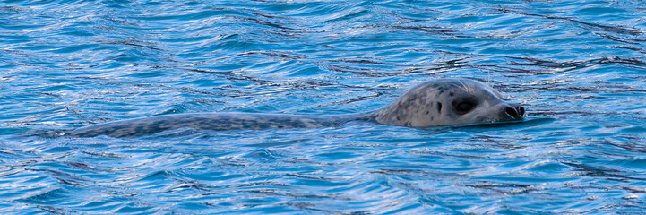 Fototapeta premium Sea Lion (2022)