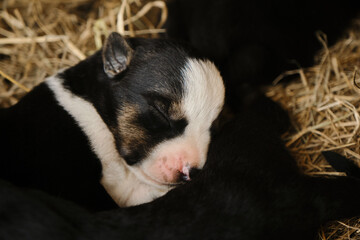 The mongrel puppy was recently born, eyes still closed. Newborn black and white puppy with pink nose portrait close up. A tiny Alaskan husky from kennel of northern sled dogs.