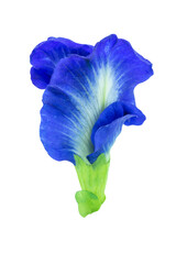 Butterfly pea, Blue pea isolated on white background with clipping path.