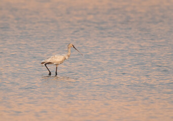 Eurasian Spoonbill feeding at Maameer water, Bahrain