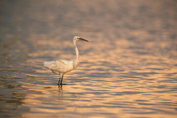 Portrait of a Western reef egret white morphed, Bahrain