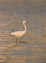 Western reef heron fishing at Maameer water, Bahrain