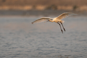 Eurasian Spoonbill landing at Maameer coast, Bahrain