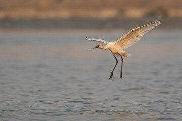 Eurasian Spoonbill in flight at Maameer, Bahrain