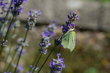 Common brimstone butterfly (Gonepteryx rhamni) sitting on lavender in Zurich, Switzerland