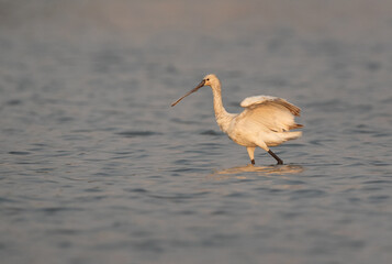 Eurasian Spoonbill at Maameer coast in the morning, Bahrain