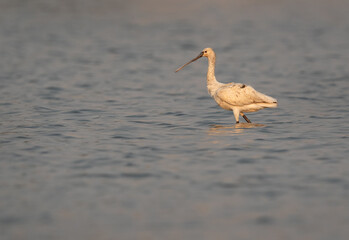 Eurasian Spoonbill at Maameer coast, Bahrain