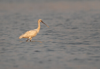 Closeup of a Eurasian Spoonbill at Maameer coast, Bahrain