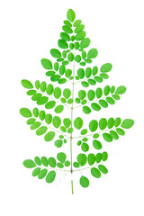 Twig with fresh green