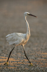 Western reef egret white morphed at Maameer water, Bahrain