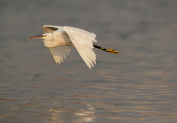 Western reef egret white morphed flying, Bahrain