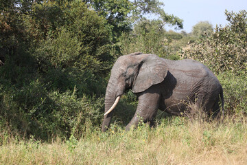 Afrikanischer Elefant / African elephant / Loxodonta africana