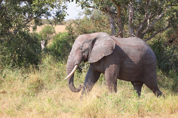 Fototapeta premium Afrikanischer Elefant / African elephant / Loxodonta africana