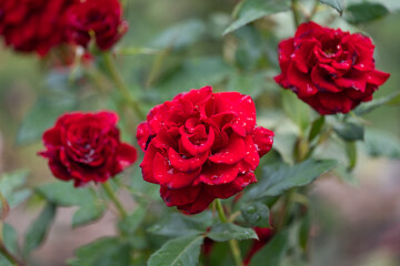 red rose with raindrops macro