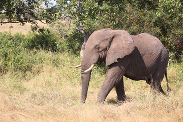 Afrikanischer Elefant / African elephant / Loxodonta africana