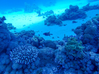 Corals in Egypt