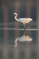 Obraz premium Portrait of a Western reef egret in the morning light, Bahrain