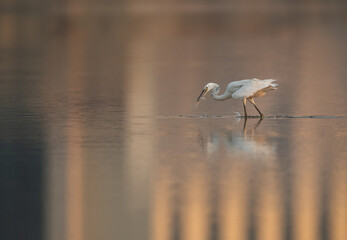 Western reef heron with a fish catch, Bahrain